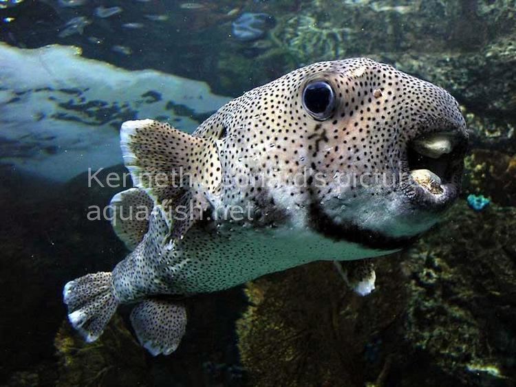 Spot-fin porcupinefish SpotFin Porcupinefish