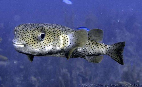 Spot-fin porcupinefish aquafindcomimagesaltDiodonhystrixjpg