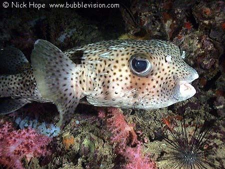 Spot-fin porcupinefish Spotfin Porcupinefish Diodon hystrix