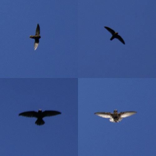 Spot-fronted swift Spotfronted Swift Cypseloides cherriei bird in flight the