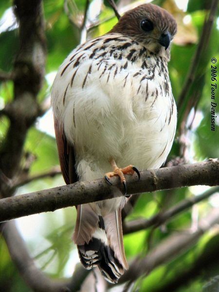 Spot-tailed sparrowhawk Oriental Bird Club Image Database Spottailed Sparrowhawk