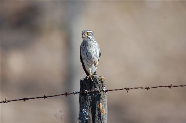 Spot-winged falconet Mangoverde World Bird Guide Photo Page Spotwinged Falconet