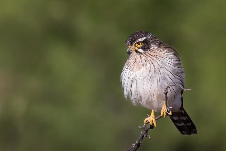 Spot-winged falconet Spotwinged Falconet Spiziapteryx circumcincta videos photos and