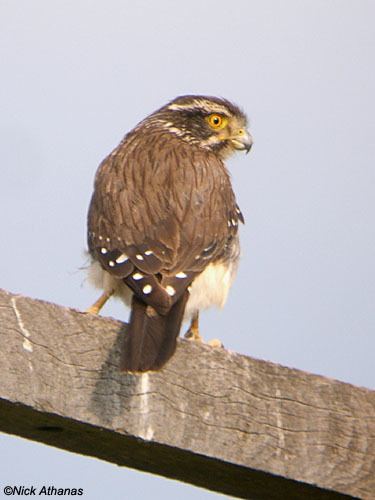 Spot-winged falconet Spotwinged Falconet Spiziapteryx circumcincta xenocanto
