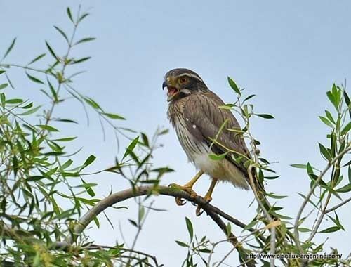 Spot-winged falconet Spotwinged Falconet
