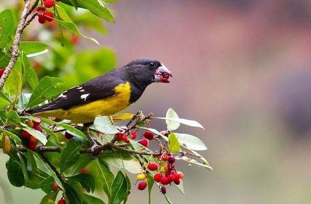 Spot-winged grosbeak Spotwinged Grosbeak enjoying some berries in the western Himalayas