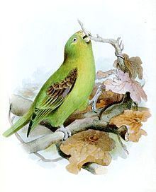 Spot-winged parrotlet httpsuploadwikimediaorgwikipediacommonsthu