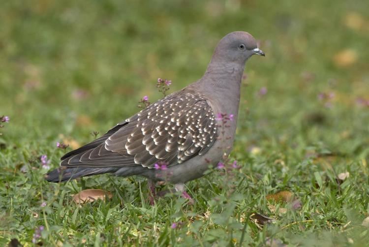 Spot-winged pigeon Photos of Spotwinged Pigeon Patagioenas maculosa the Internet
