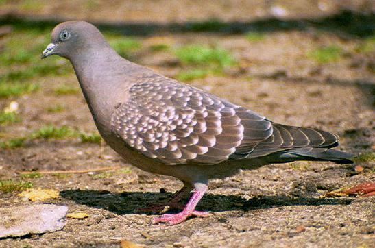 Spot-winged pigeon Spotted Pigeon