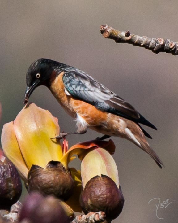 Spot-winged starling BirdsEye Photography Review Photos