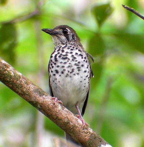 Spot-winged thrush Oriental Bird Club Image Database Spotwinged Thrush Zoothera