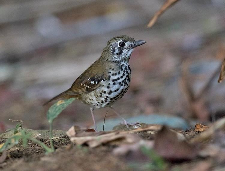 Spot-winged thrush Spotwinged Thrush Zoothera spiloptera videos photos and sound