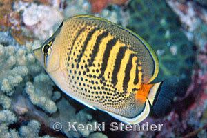 Spotband butterflyfish Spotband Butterflyfish Chaetodon punctatofasciatus