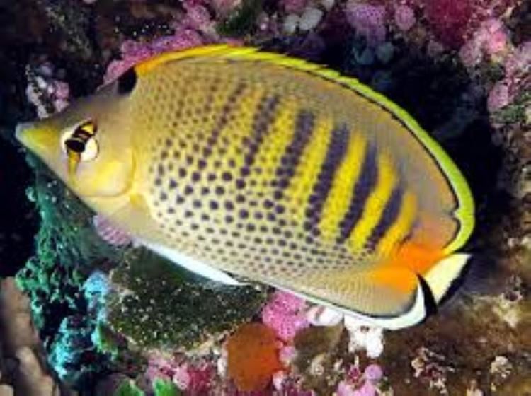 Spotband butterflyfish Spotband Butterflyfish Information and Picture Sea Animals
