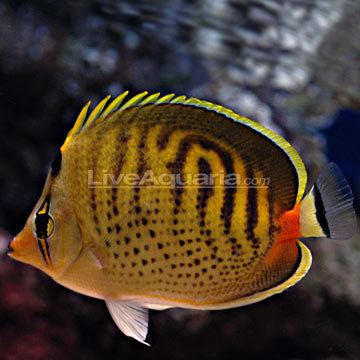 Spotband butterflyfish wwwliveaquariacomimagescategoriesproductp68