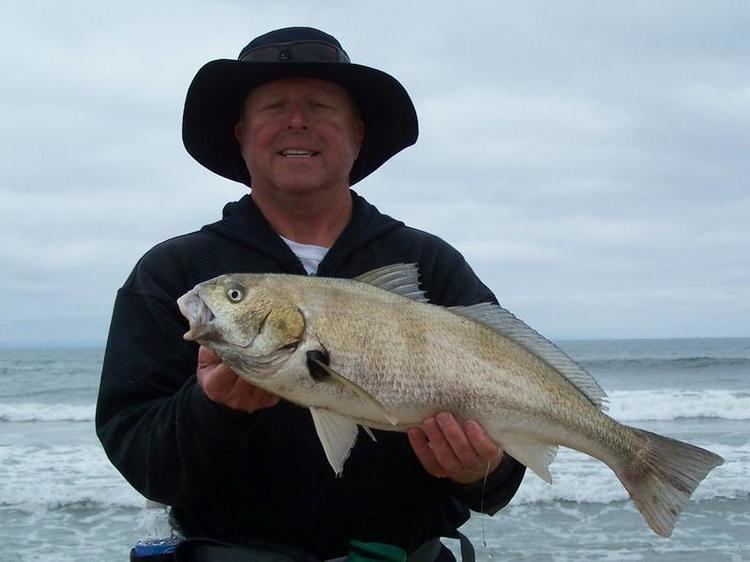 Spotfin croaker TYPES OF SURF FISH