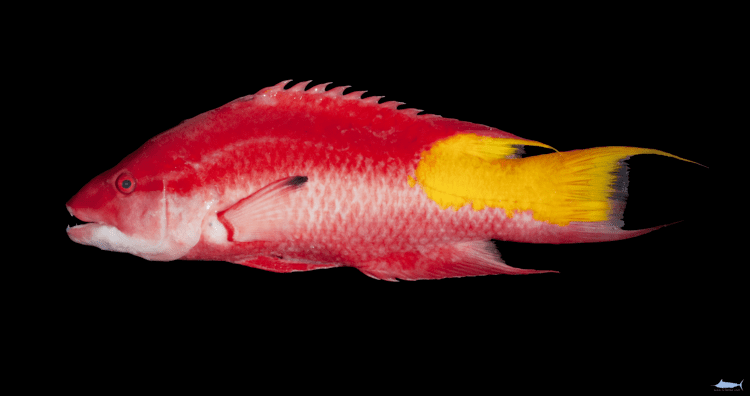 Spotfin hogfish Bodianus pulchellus Fishes of North Carolina