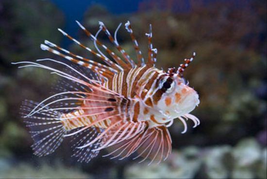 Spotfin lionfish Marine Fish Lion Fish Golden Marindo Marine Fish and Live Corals