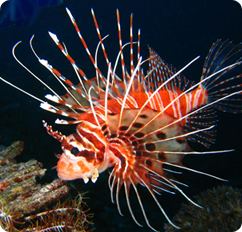 Spotfin lionfish Antennata Lionfish Raggedfinned Firefish Pterois antennata