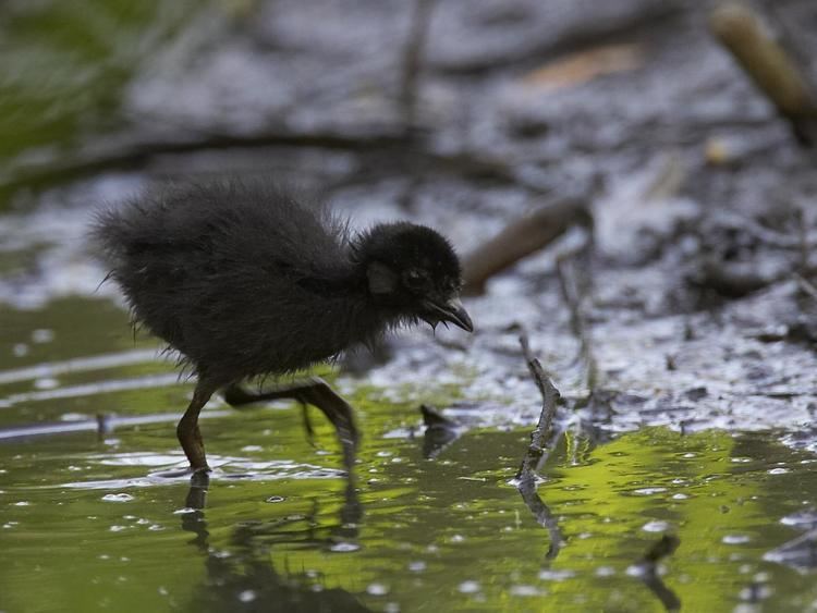 Spotless crake Spotless crake New Zealand Birds Online