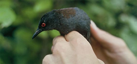 Spotless crake Spotless crakepuweto Wetland birds