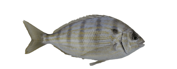 Spottail pinfish Spottail