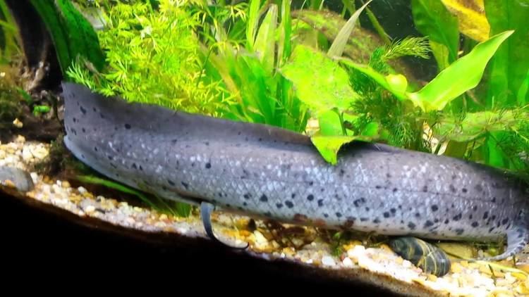 Spotted African lungfish African Lungfish HD Wallpapers