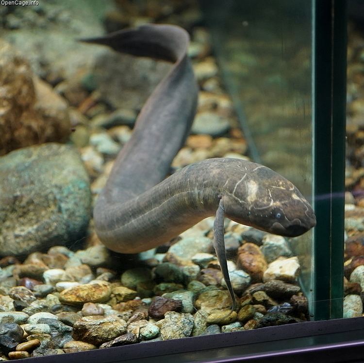 Spotted African lungfish Slender lungfish Spotted African Lungfish Protopterus dolloi