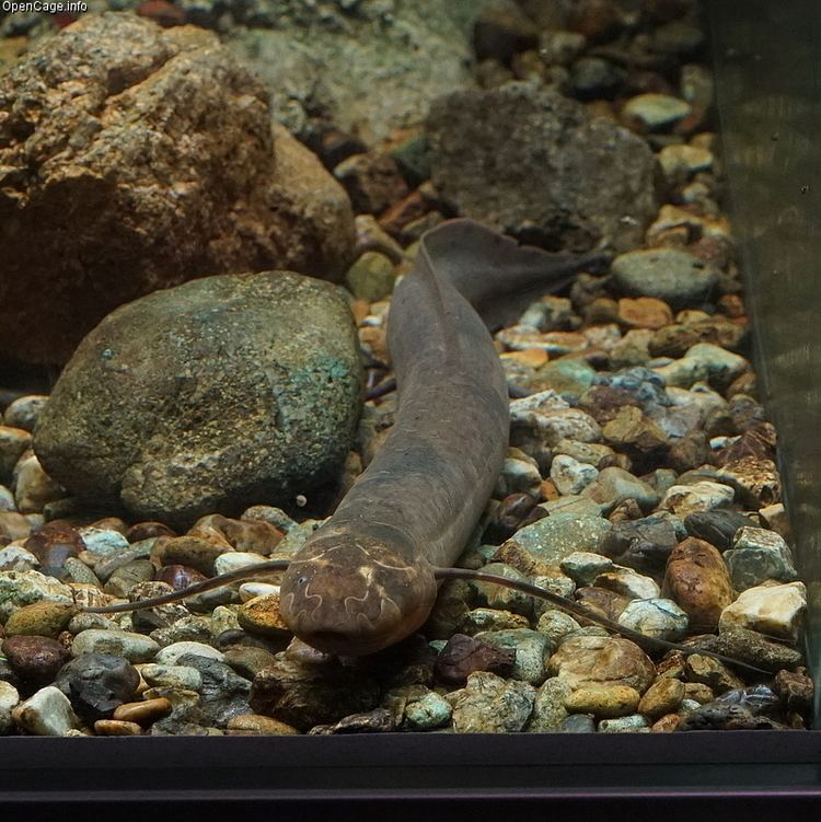 Spotted African lungfish Slender lungfish Spotted African Lungfish Protopterus dolloi