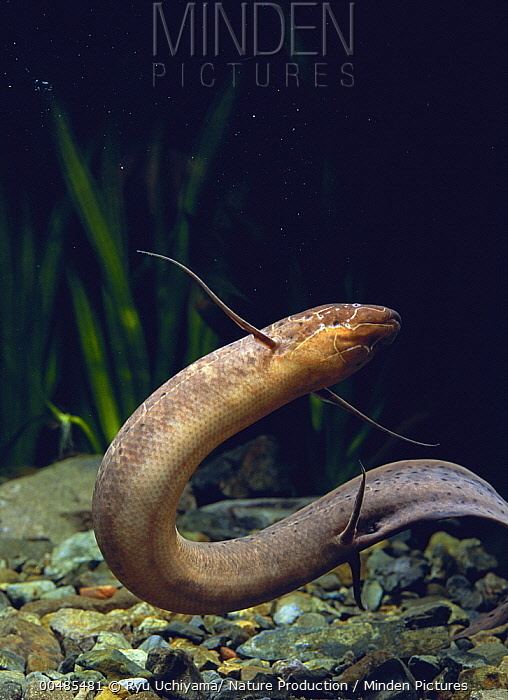 Spotted African lungfish Minden Pictures stock photos Spotted African Lungfish Protopterus
