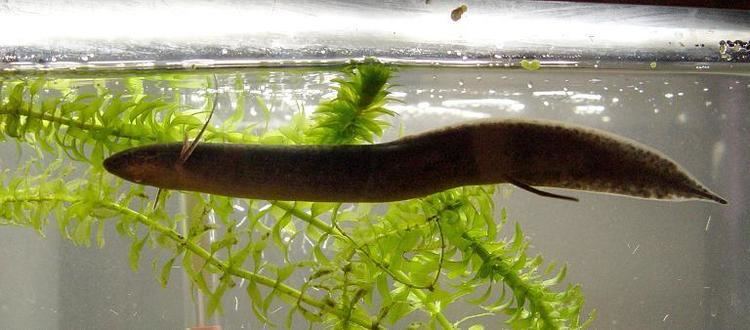 Spotted African lungfish Lungfishes PRIMITIVE FISHES
