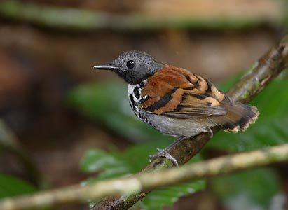 Spotted antbird Spotted Antbird Hylophylax naevioides Photo