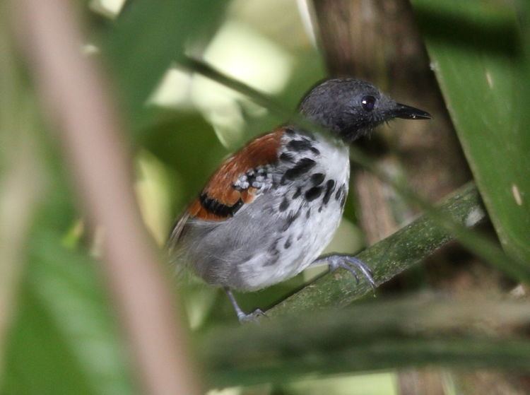 Spotted antbird Spotted antbird Wikipedia