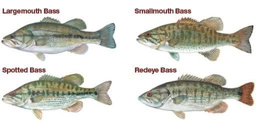 Spotted bass SCDNR Largemouth Smallmouth Redeye amp Spotted Bass Limits