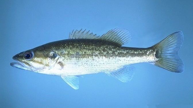 Image result for Spotted bass