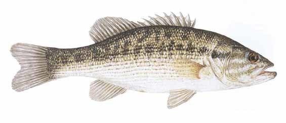 Spotted bass tpwdtexasgovfishboatfishimagesinlandspecies