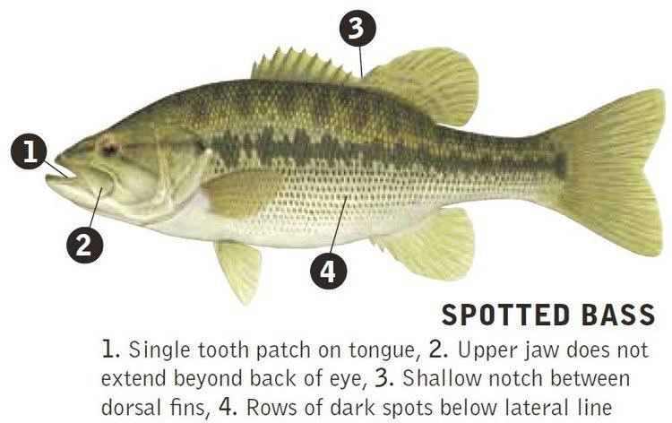Spotted bass Kentucky Afield Outdoors Spotted bass back in schools this fall