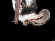 Spotted bat httpsuploadwikimediaorgwikipediacommonsthu