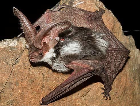Spotted bat Spotted Bat Biggest Bat Ears in the Americas Animal Pictures and