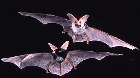 Spotted bat Spotted Bat Biggest Bat Ears in the Americas Animal Pictures and