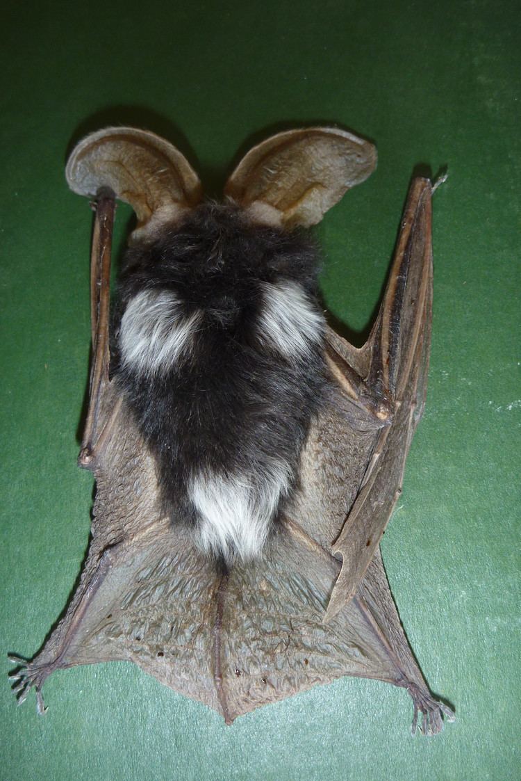 Spotted bat spotted bat Pica hudsonia