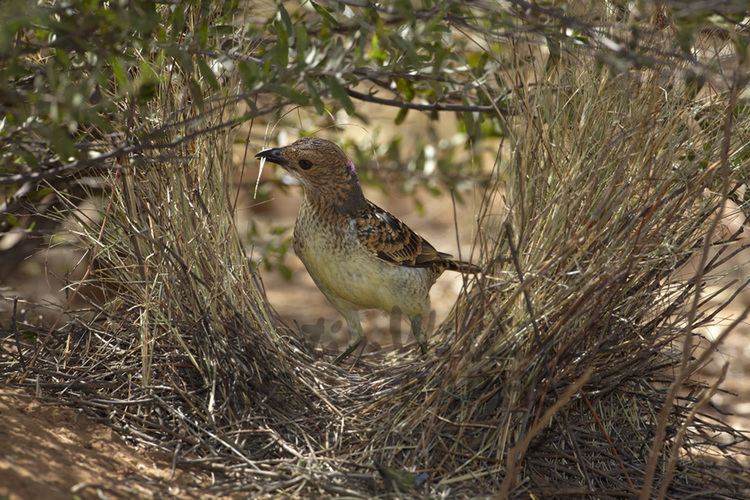 Spotted bowerbird Buy Spotted Bowerbird tending bower Image Online Print amp Canvas
