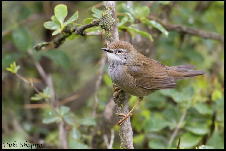 Spotted bush warbler Spotted Bushwarbler Bradypterus thoracicus videos photos and