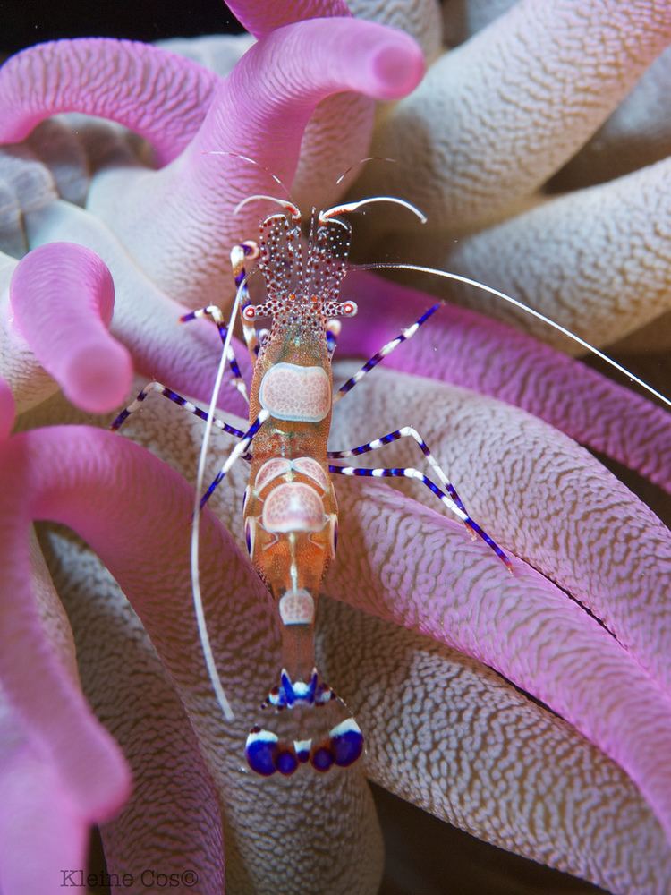 Spotted cleaner shrimp The Spotted Cleaner Shrimp Shoeshiner of the Caribbean The