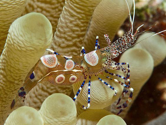 Spotted cleaner shrimp The spotted cleaner shrimp Periclimenes
