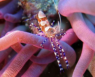 Spotted cleaner shrimp Spotted Cleaner Shrimp Periclimenes yucatanicus MarineBioorg