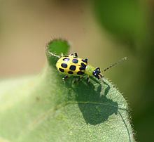 Spotted cucumber beetle httpsuploadwikimediaorgwikipediacommonsthu