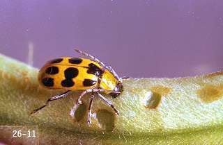 Spotted cucumber beetle Western Spotted Cucumber Beetle Department of Horticulture