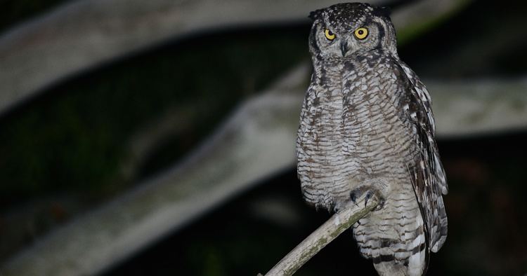 Spotted eagle-owl Spotted Eagle Owl Bubo africanus Information Pictures Sounds