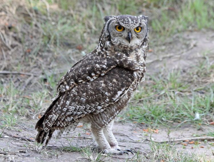 Spotted eagle-owl httpsuploadwikimediaorgwikipediacommonsaa